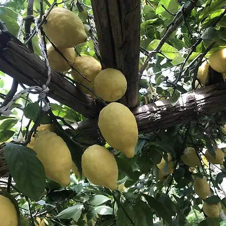 Le Due Porte 마이오리